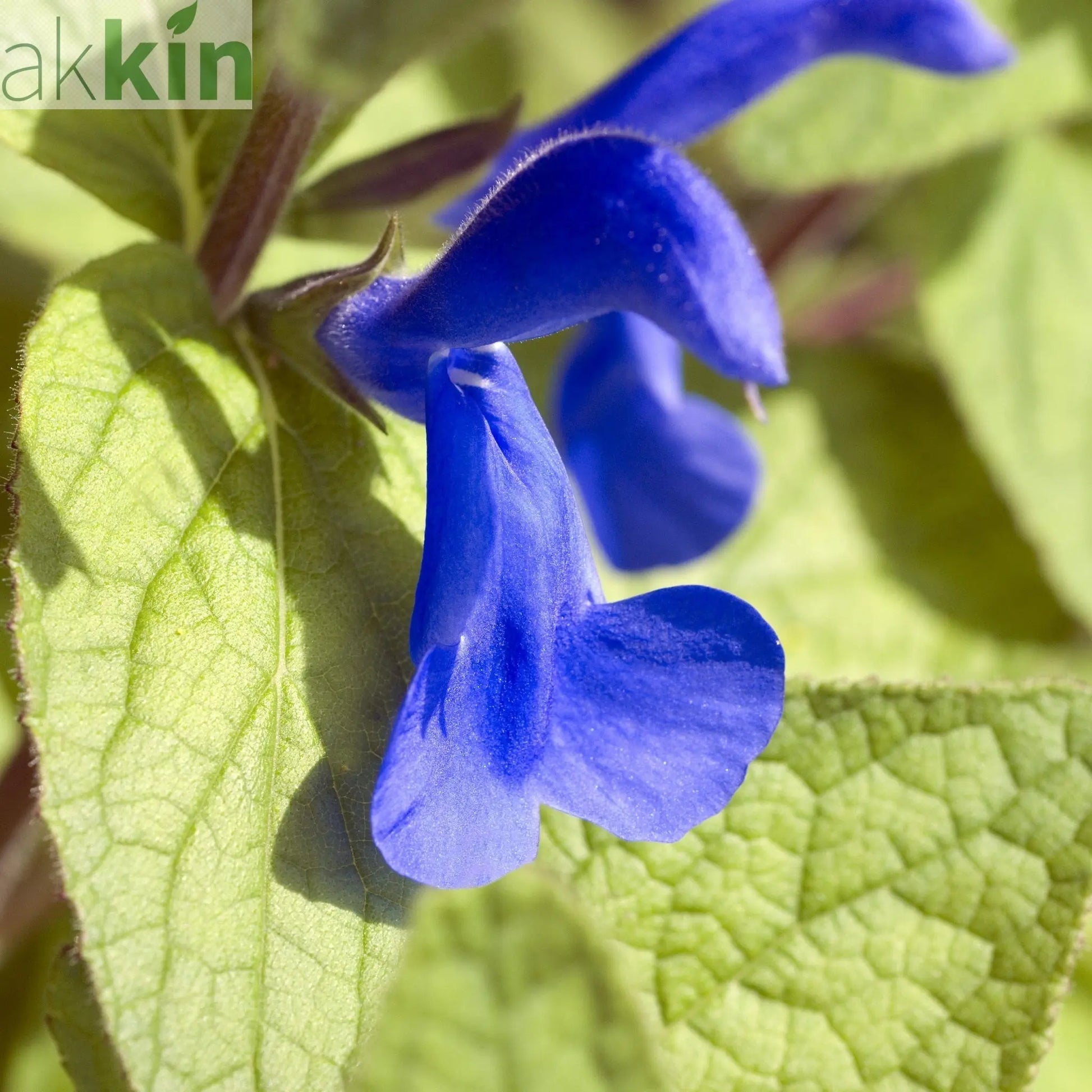 Salvia - Oceana Blue 1.5L One Click Plants