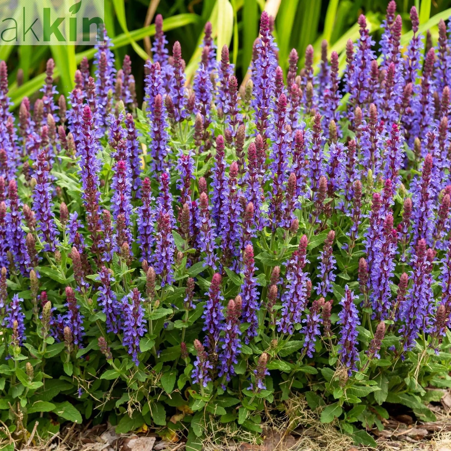 Salvia x superba New Dimensions Blue 9cm One Click Plants