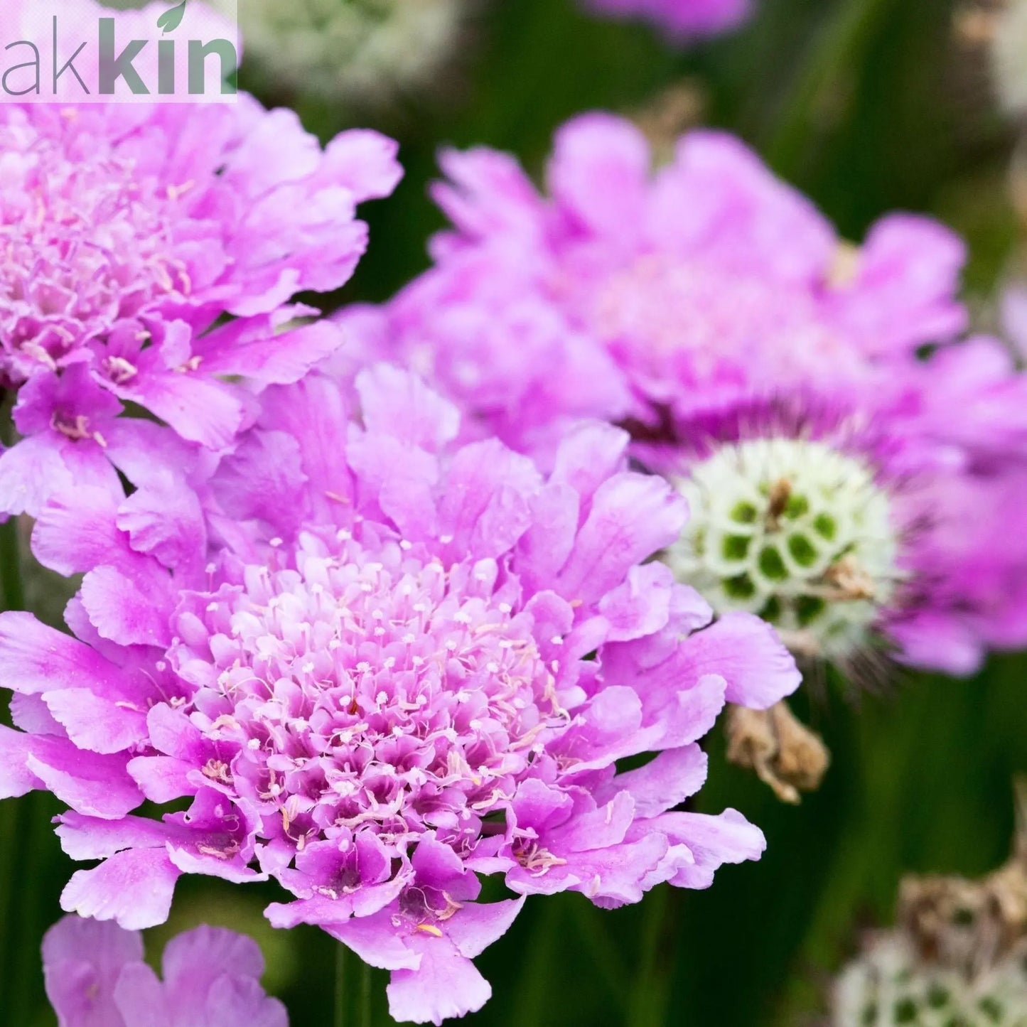 4 x Mixed Perennials – Pink, White & Purple | 9cm Pots One Click Plants