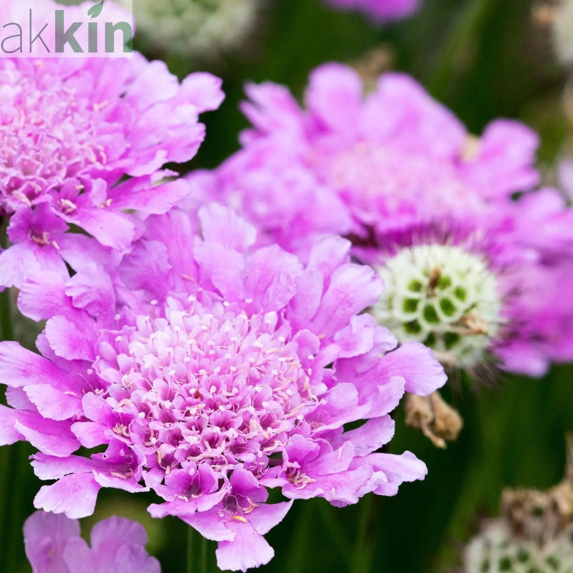 4 x Mixed Perennials – Pink, White & Purple | 9cm Pots One Click Plants