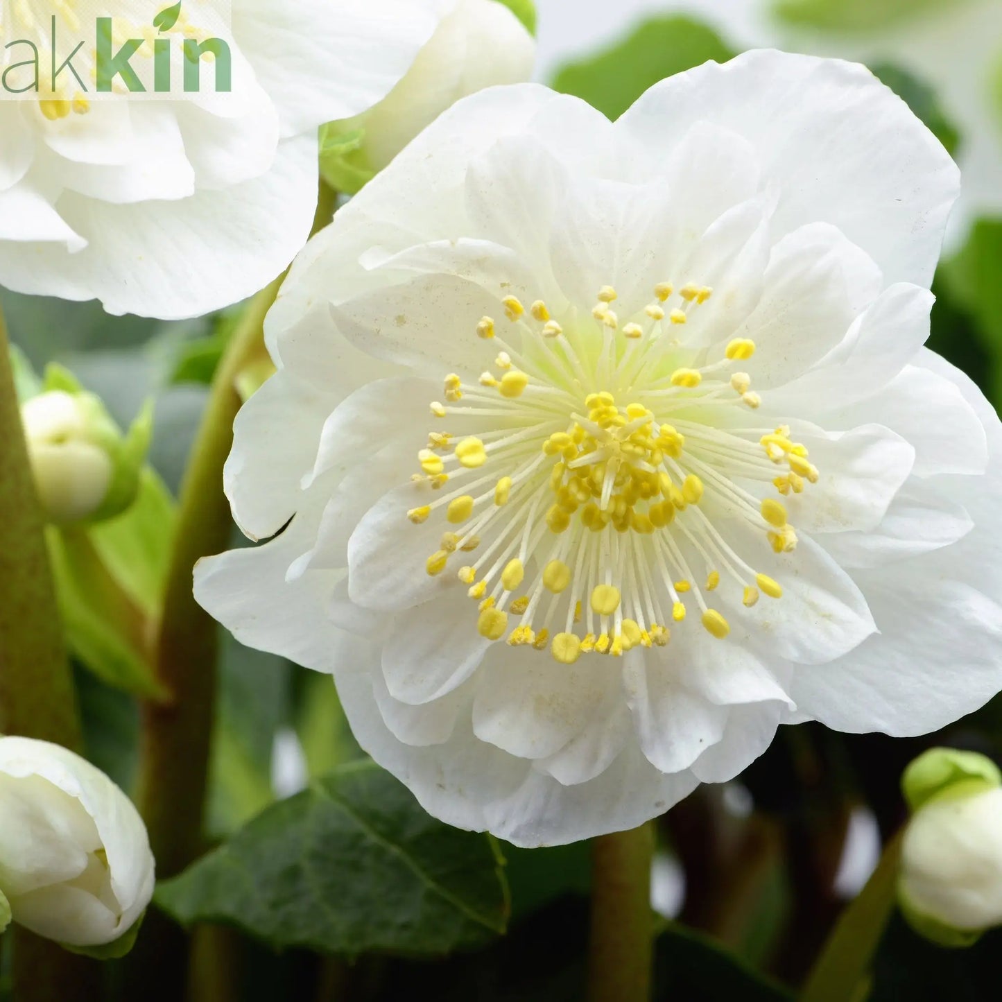 Mix of 3 Helleborus / Hellebore (3 x 9cm Pots) One Click Plants