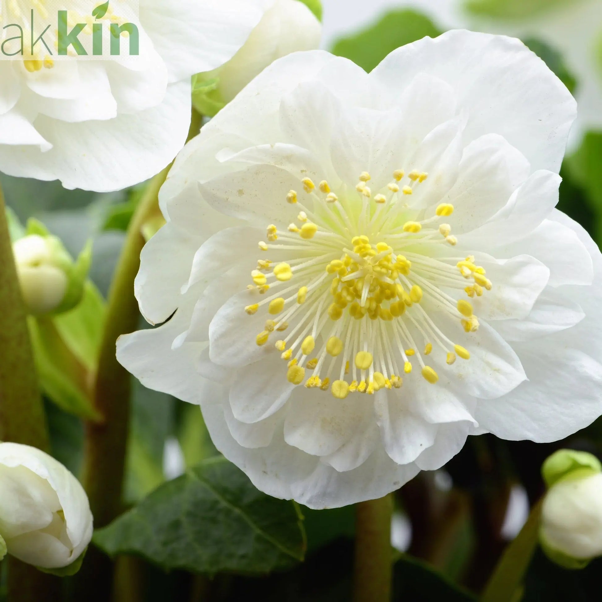 Mix of 3 Helleborus / Hellebore (3 x 9cm Pots) One Click Plants