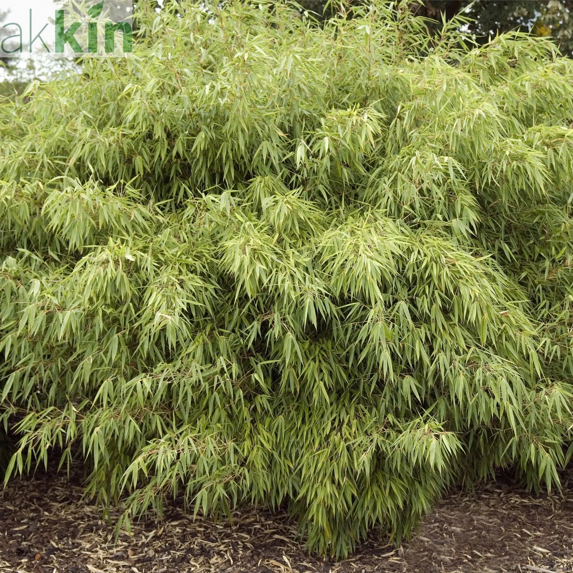 Fountain Bamboo | Fargesia Rufa 40cm One Click Plants