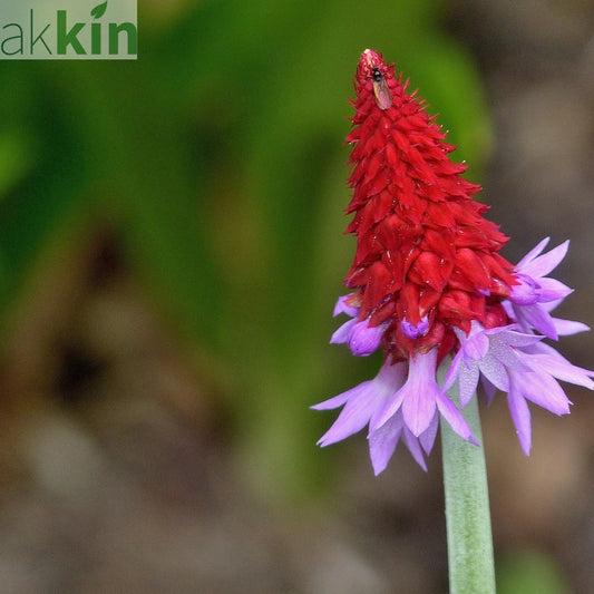 Primula vialii 9cm / 3L One Click Plants