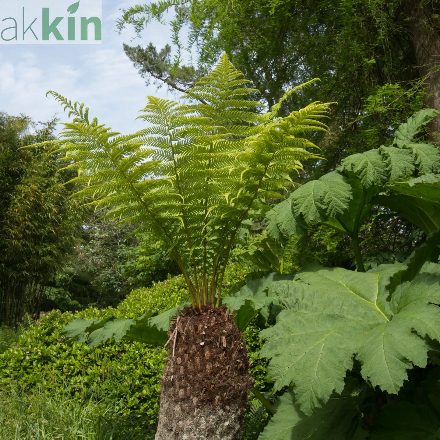 Dicksonia antarctica 'Tree Fern' 1/2/5L One Click Plants