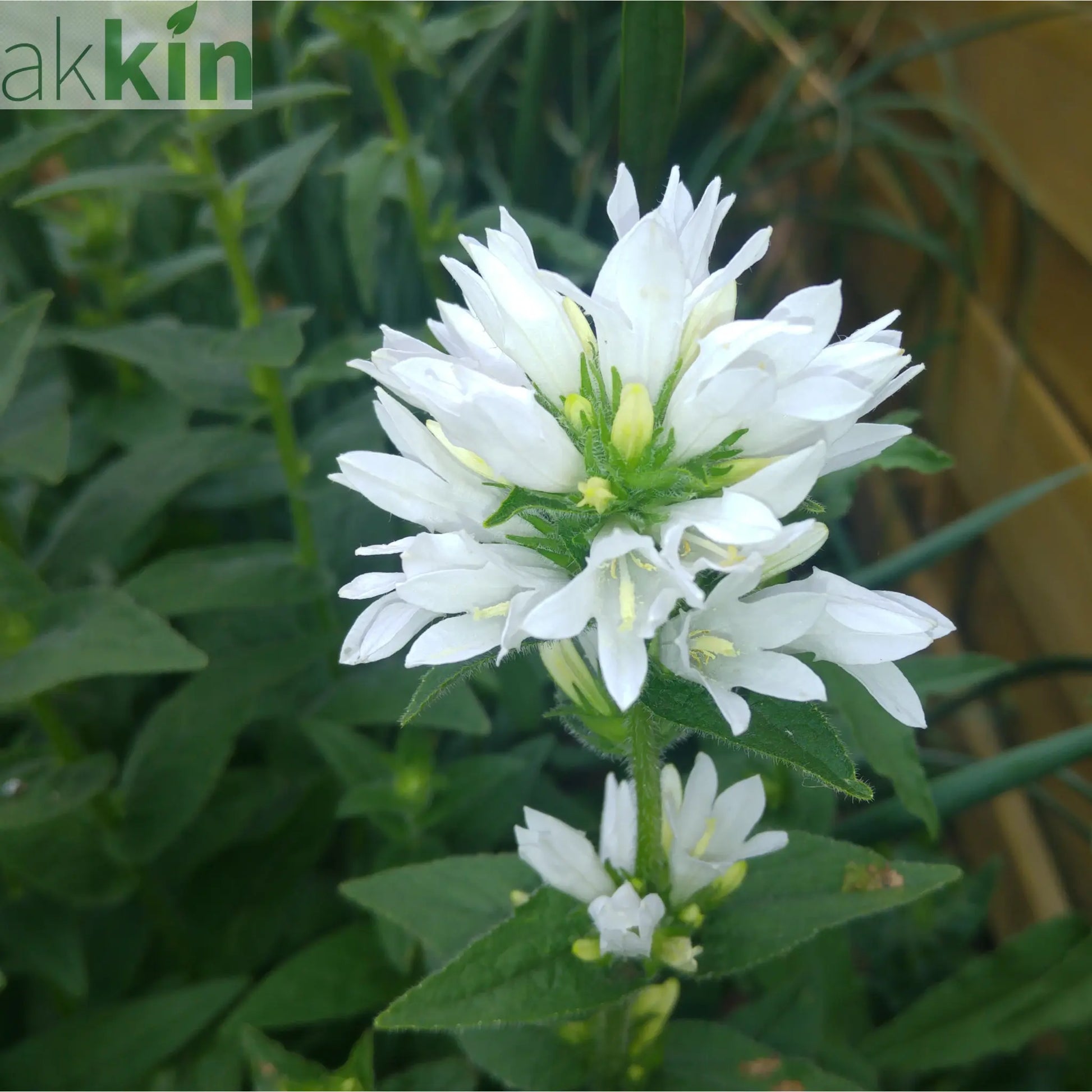 Campanula glomerata 'Alba' (White) 9cm/2L One Click Plants