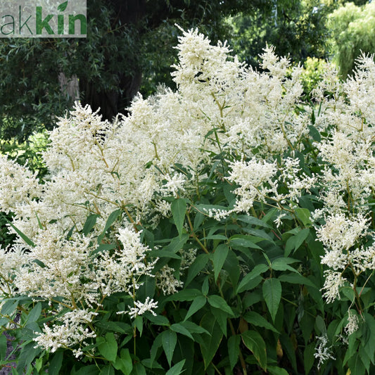 Astilbe  arendsii White 9cm/2L One Click Plants