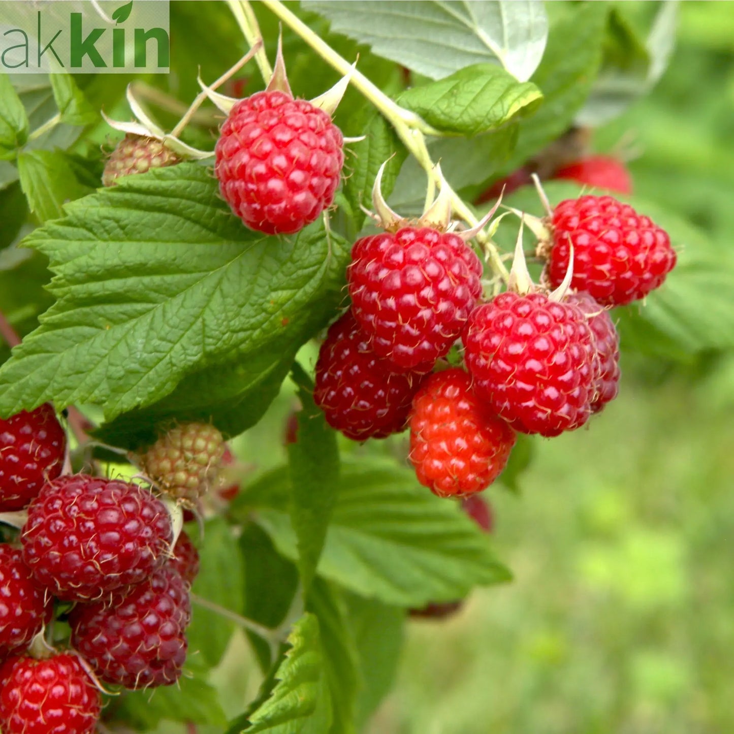 Raspberry 'Malling Promise' 1L One Click Plants