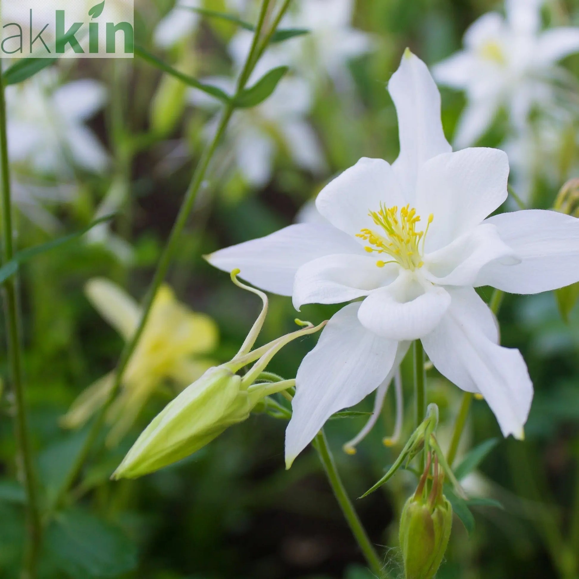 Aquilegia 'White Star' 1L One Click Plants