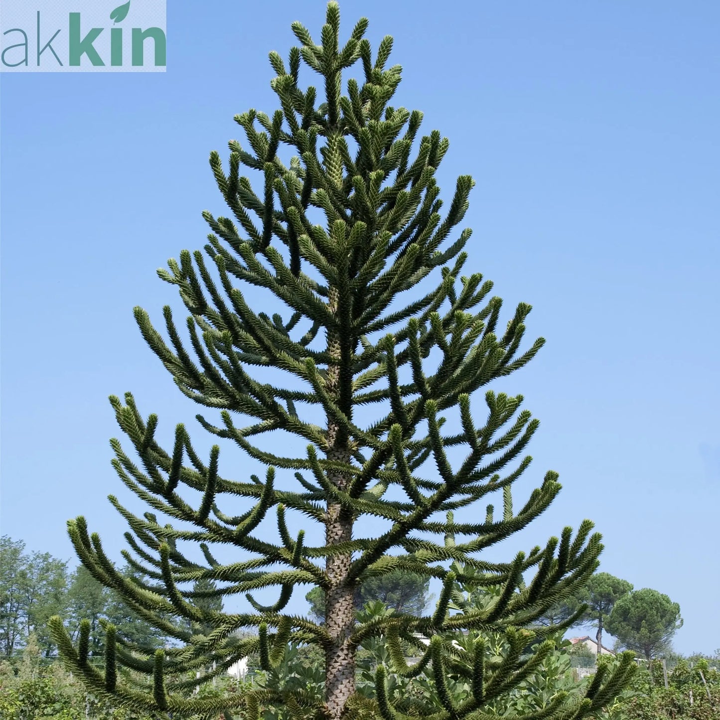 Araucaria Araucana | Monkey Puzzle Tree One Click Plants