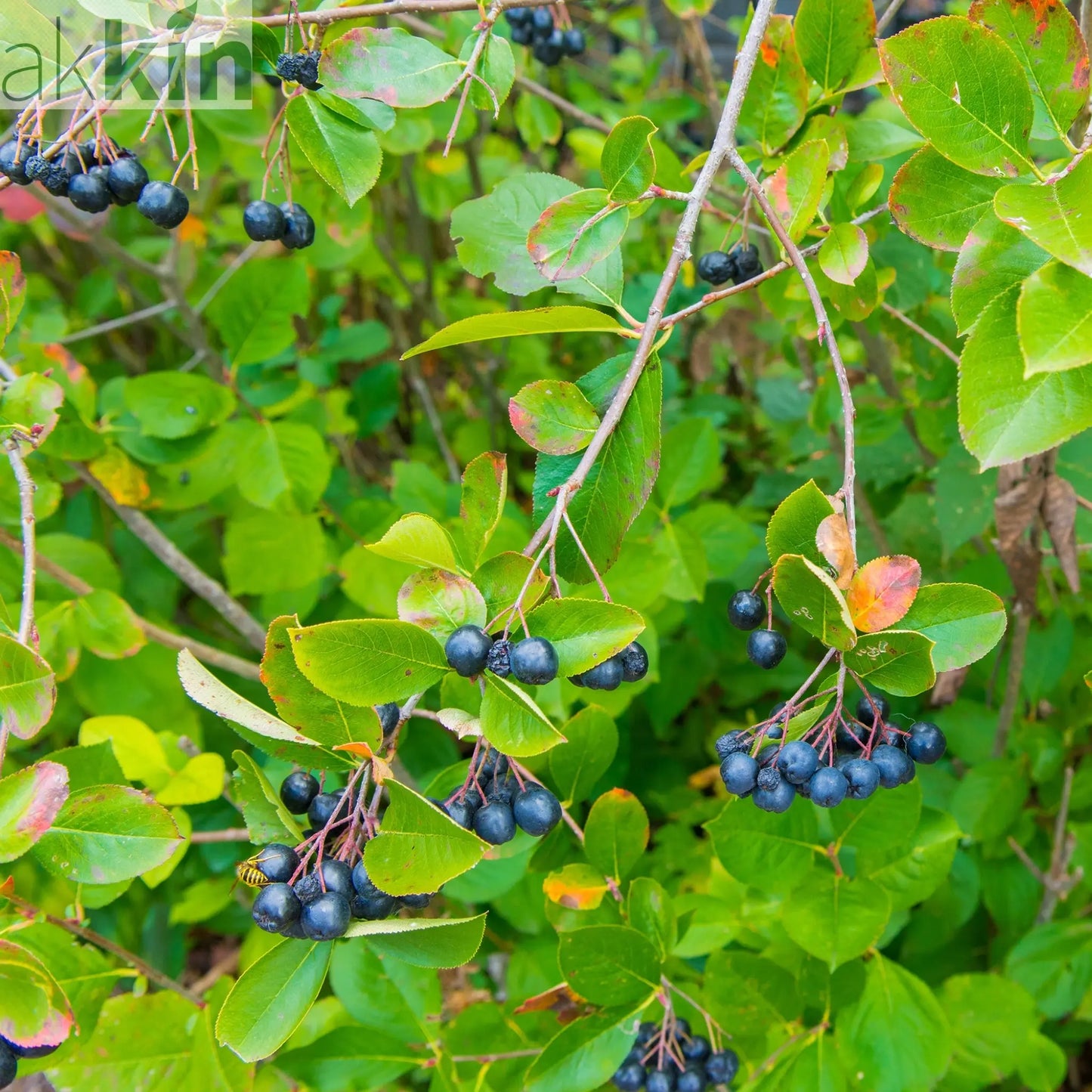Chokeberry Aronica arbutifoilia 'Viking' 1L One Click Plants