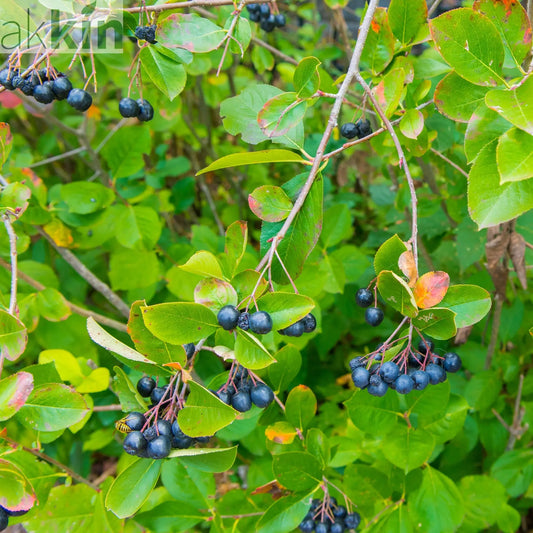 Chokeberry Aronica arbutifoilia 'Viking' 1L One Click Plants