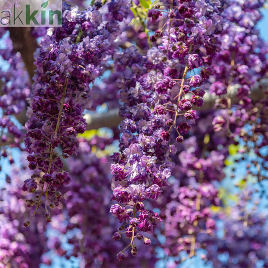 Wisteria floribunda 'Black Dragon' 70cm One Click Plants