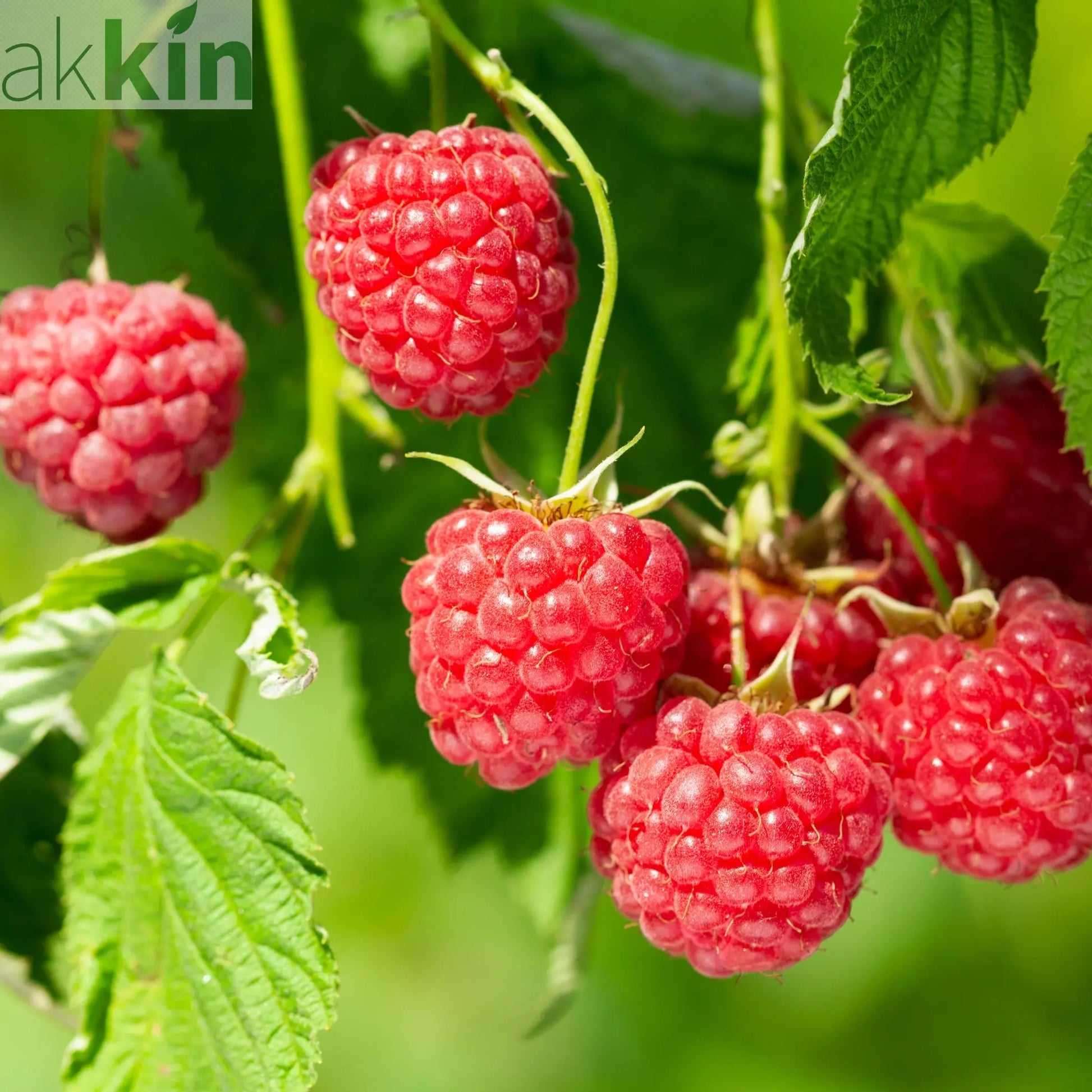 Autumn Bliss Raspberry Canes 1L One Click Plants