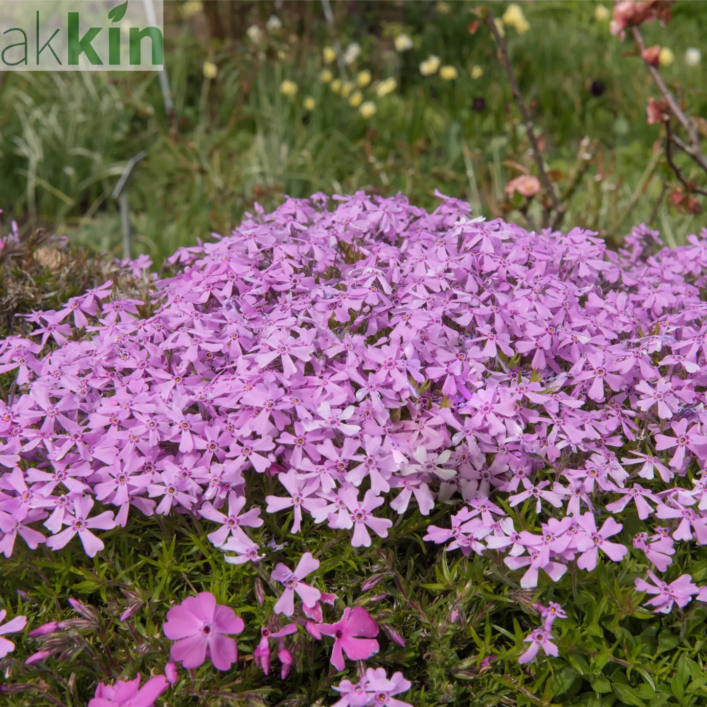 Silene schafta Splendens 1L One Click Plants