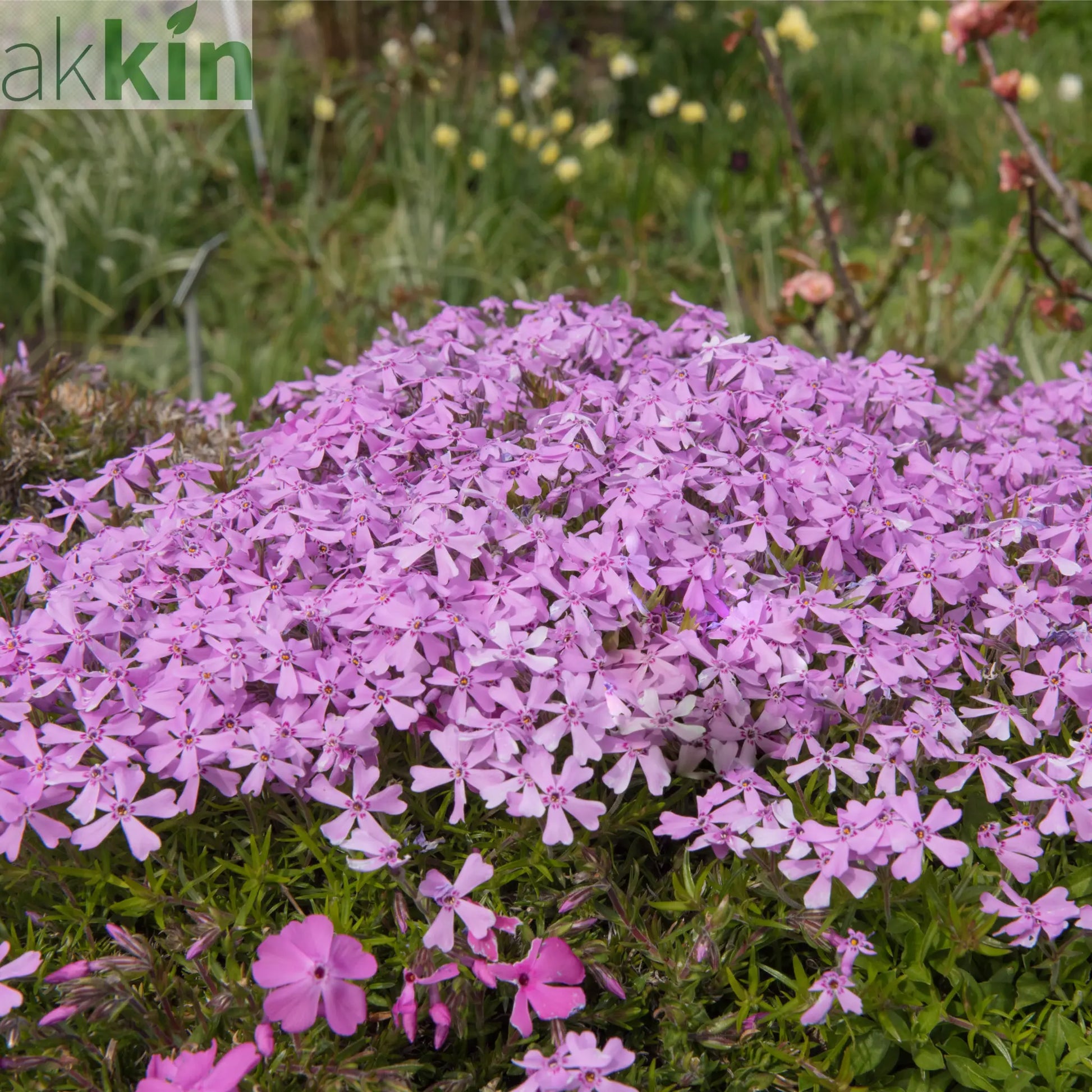Silene schafta Splendens 1L One Click Plants
