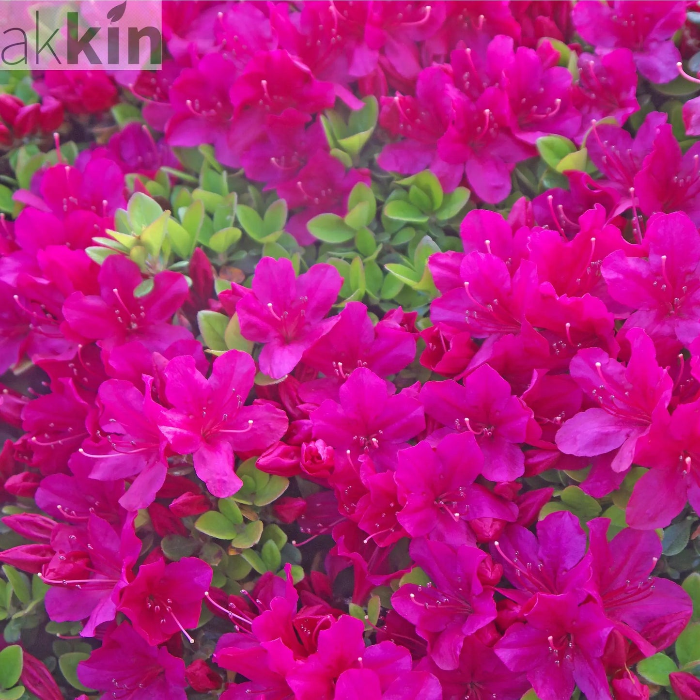 Azalea 'Toreador' 2L One Click Plants