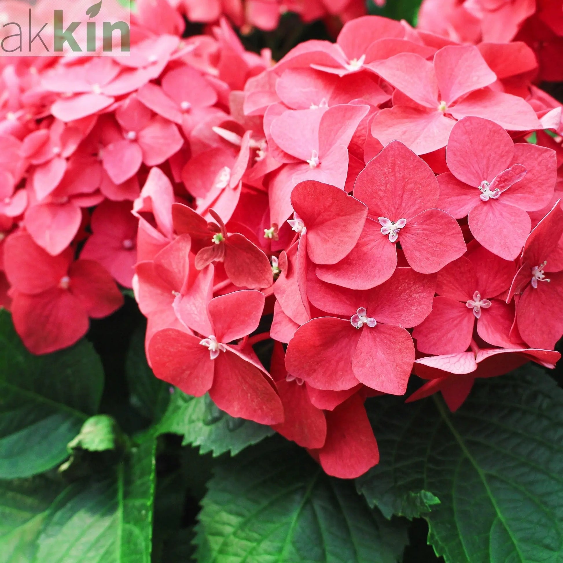 Hydrangea macrophylla  'Red Ball' ( 4 Sizes available) One Click Plants