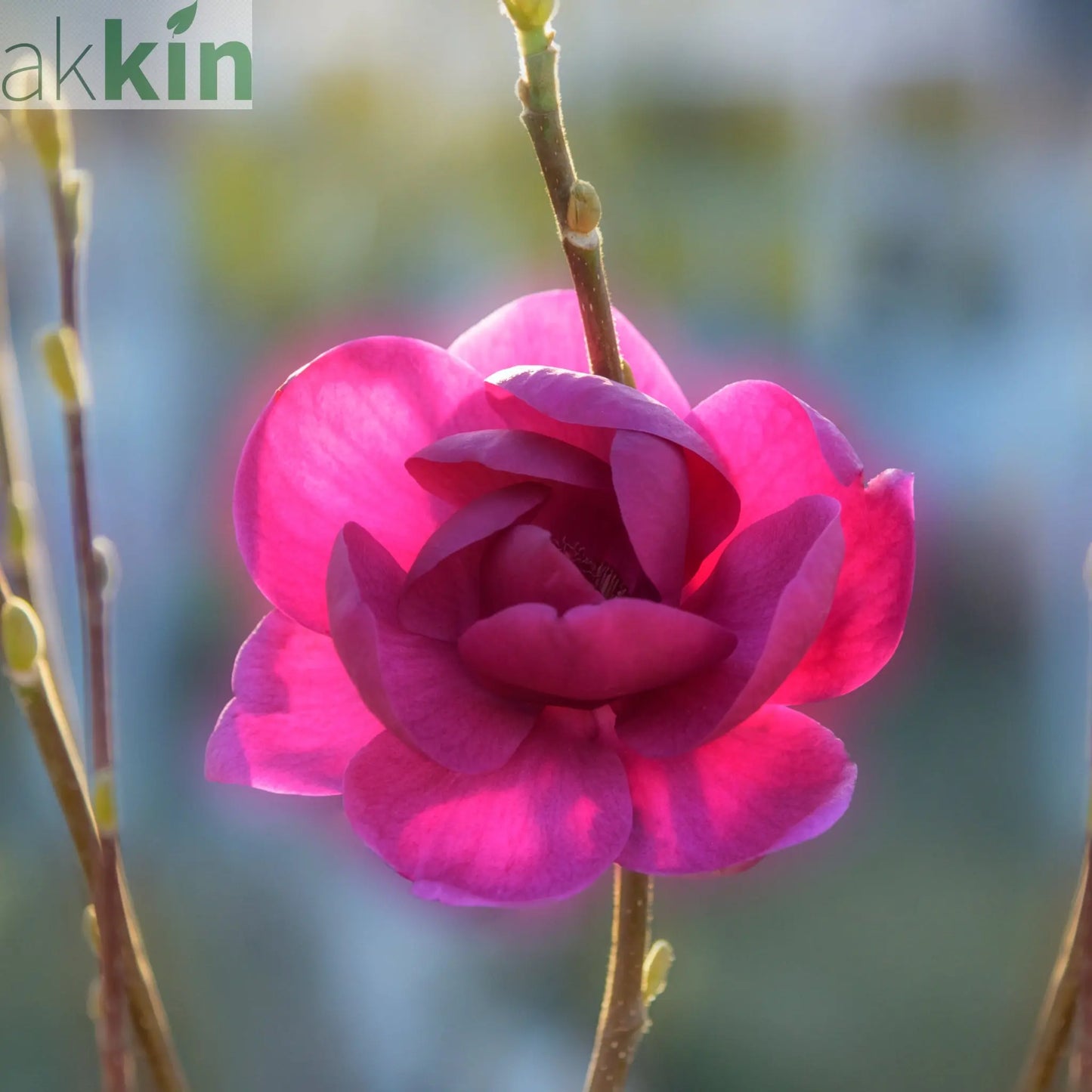 Magnolia soulangeana 'Black Tulip' 4L One Click Plants