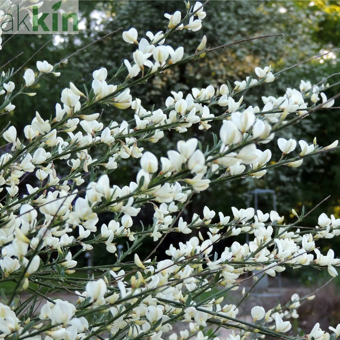 Cytisus (Broom) - 'White Lion' 1L / 2L One Click Plants
