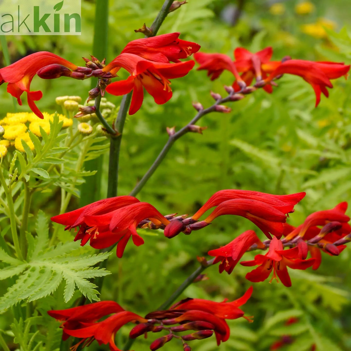 Crocosmia x crocosmiiflora 'Emberglow' 9cm/2L One Click Plants