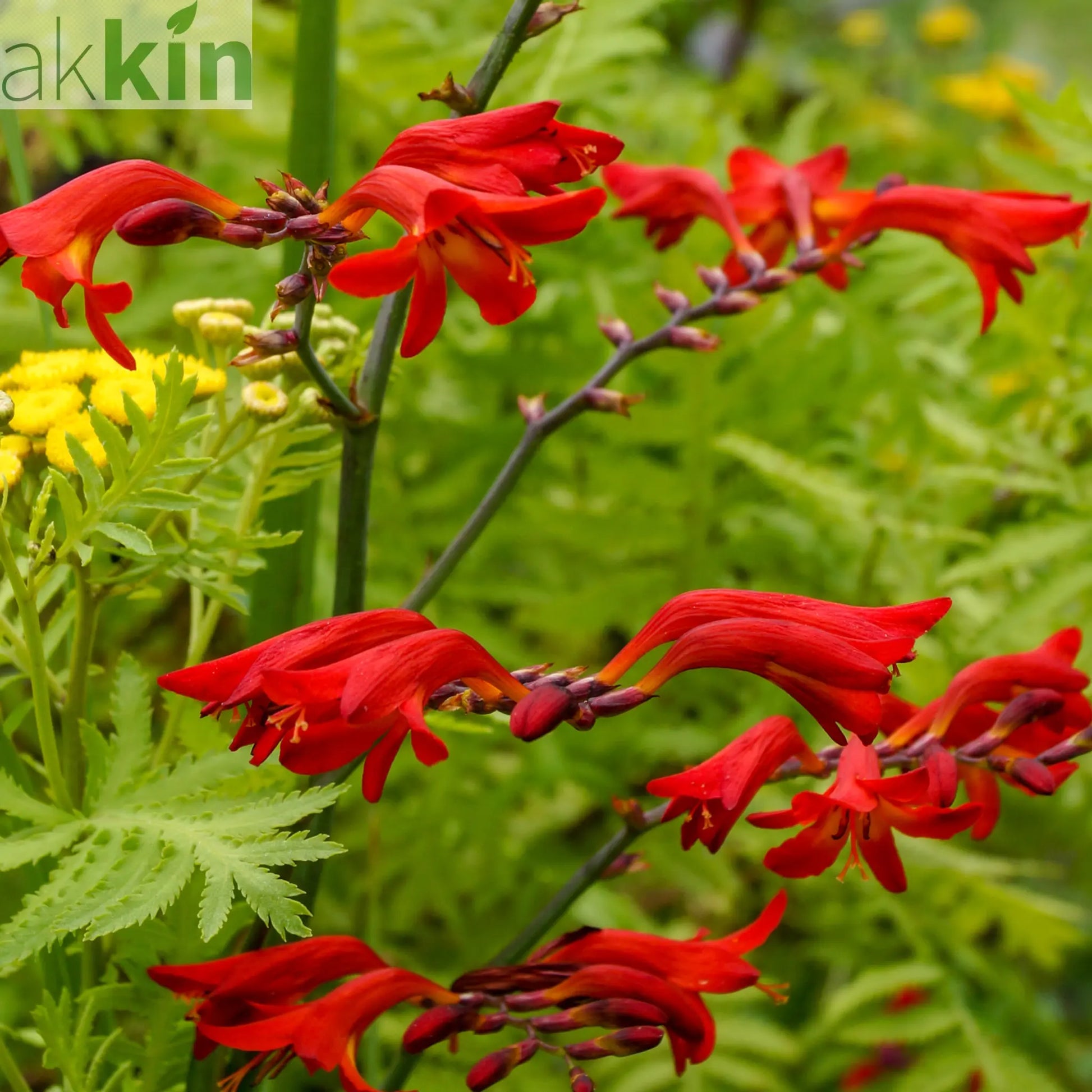 Crocosmia x crocosmiiflora 'Emberglow' 9cm/2L One Click Plants