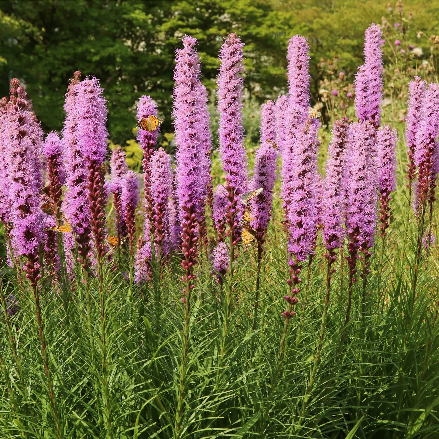 Liatris spicata Kobold 9cm/1.5L/3L One Click Plants