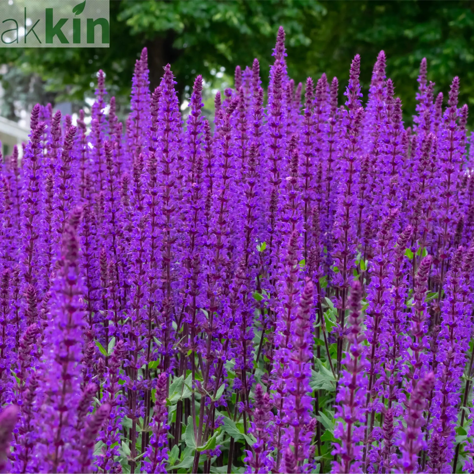 Salvia nemorasa 'Caradonna' 9cm / 2L One Click Plants