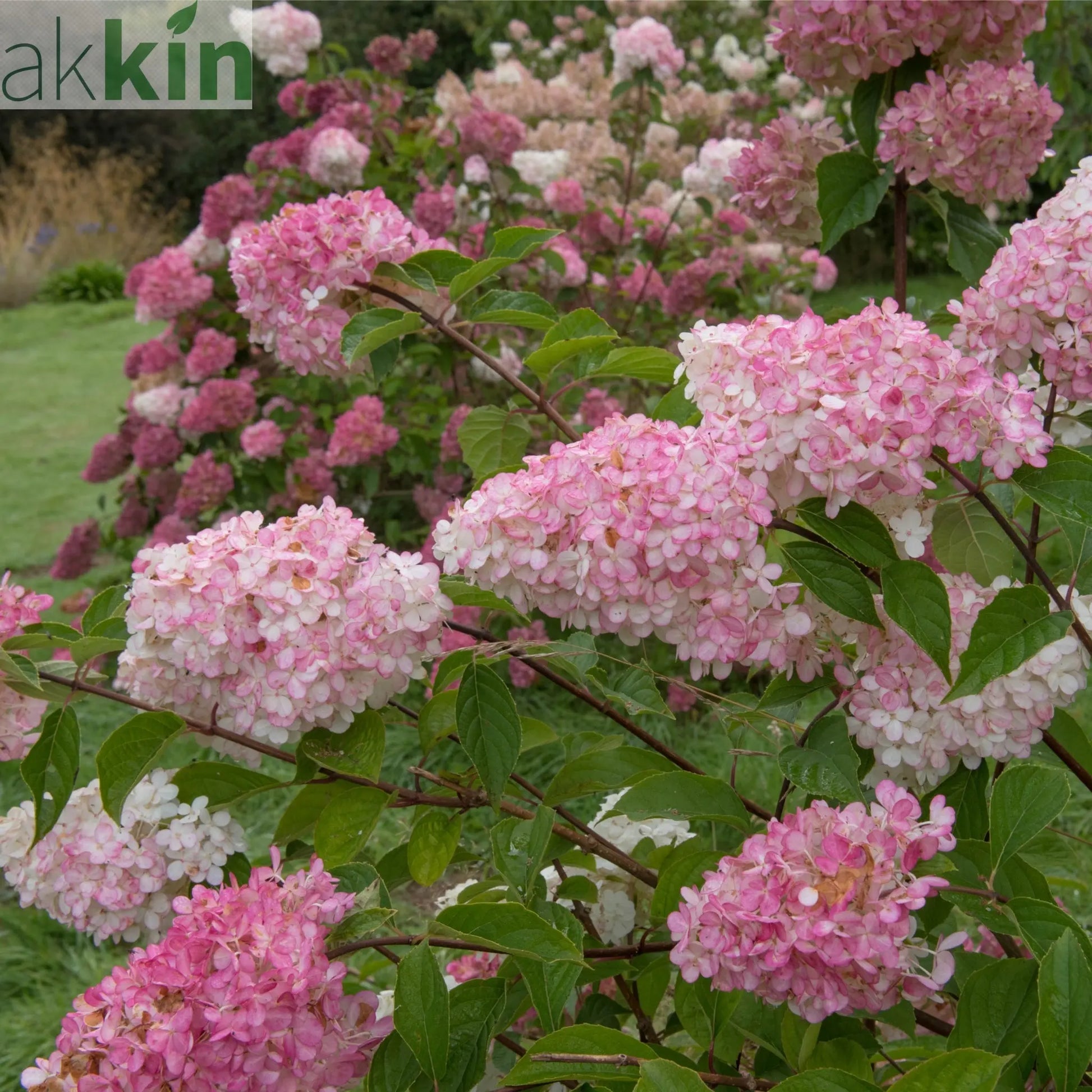 Hydrangea paniculata 'Vanille Fraise' 9cm / 2L / 3L One Click Plants