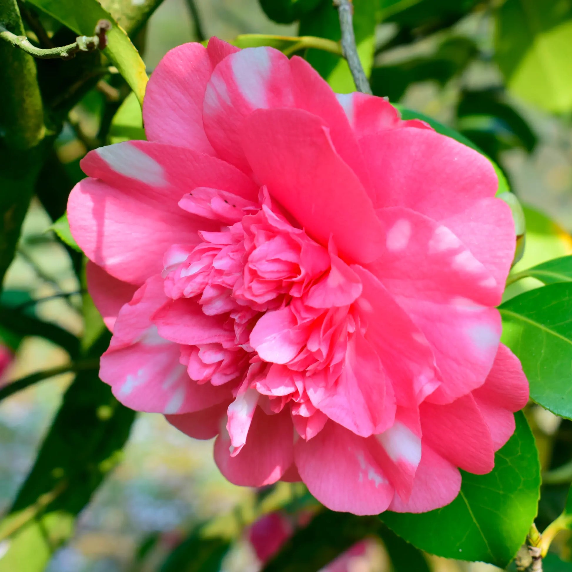 Camellia japonica Debbie 9cm / 2L One Click Plants