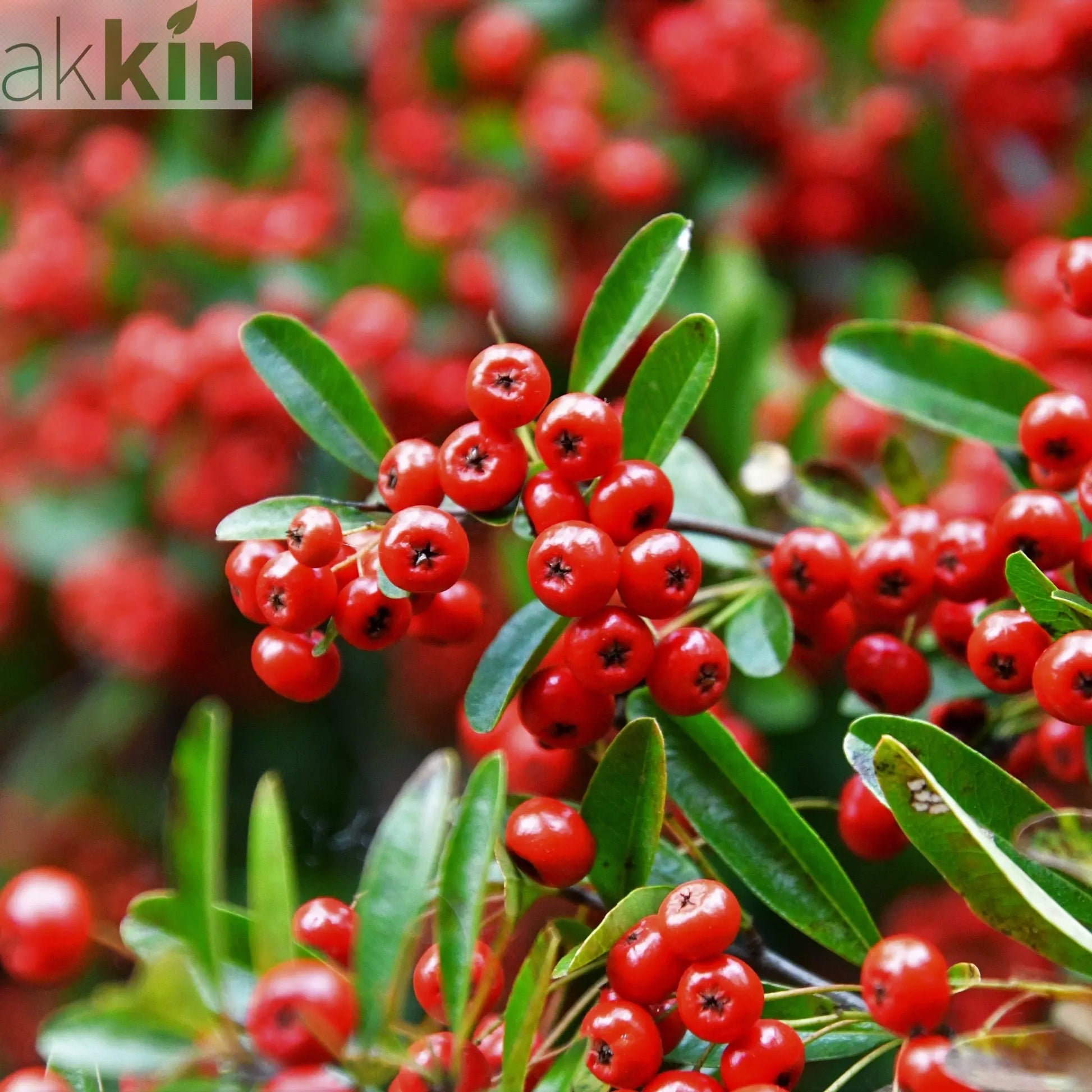 Pyracantha coccinea 'Red Column' 1L/2L One Click Plants