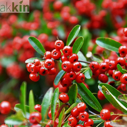 Pyracantha coccinea 'Red Column' 1L/2L One Click Plants