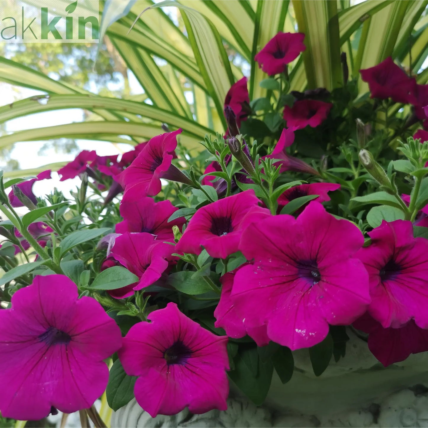 Petunia 'Trailing Surfinia Purple' One Click Plants