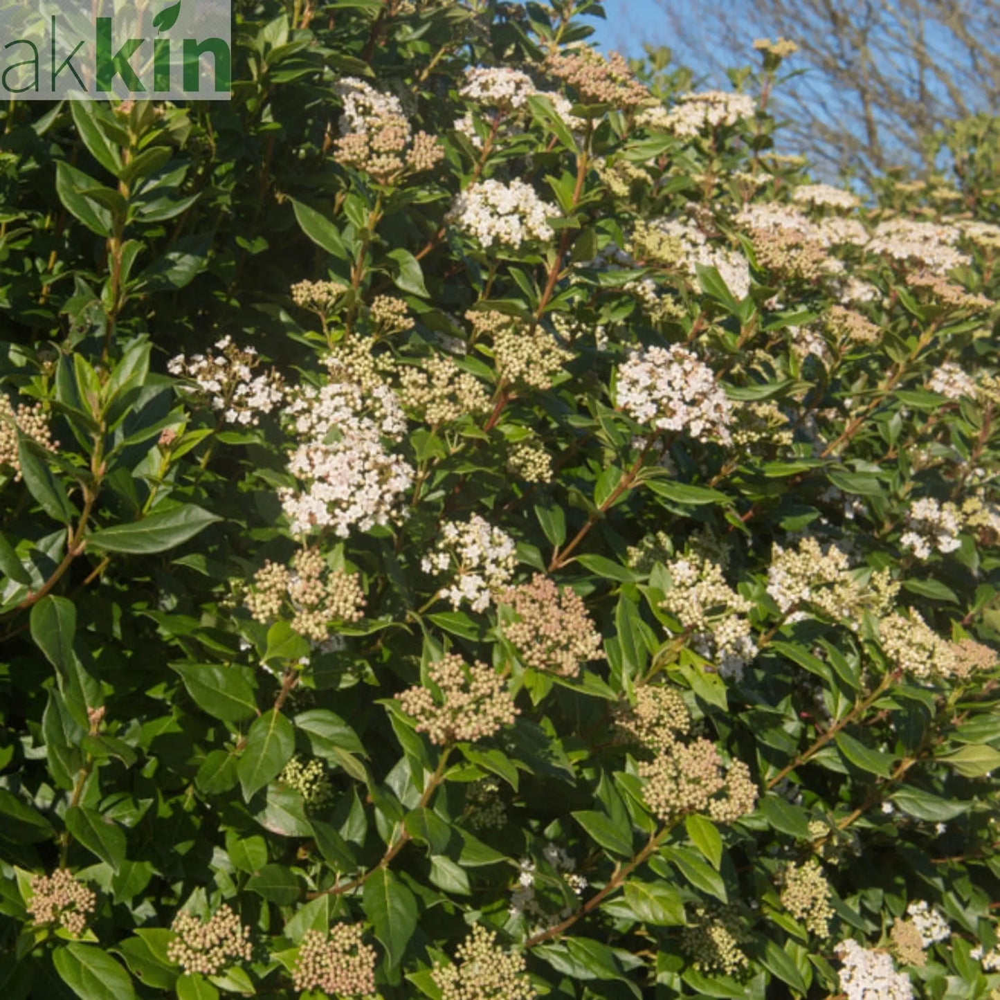 Viburnum tinus Patio Tree One Click Plants