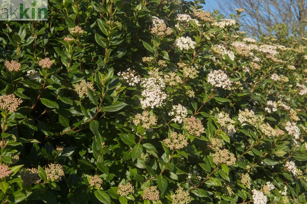 Half Standard Viburnum tinus 'Eve Price' One Click Plants