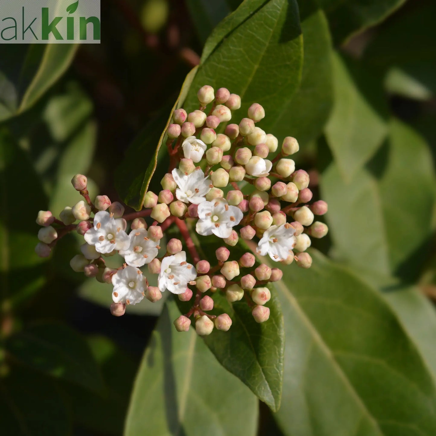 Viburnum tinus Patio Tree One Click Plants