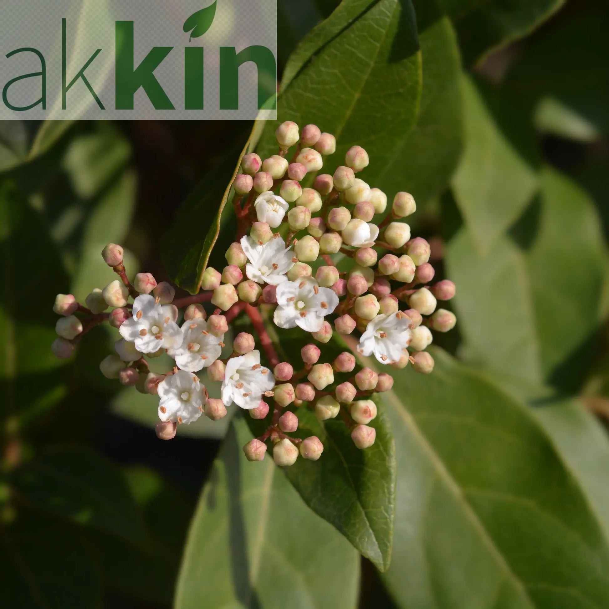 Half Standard Viburnum tinus 'Eve Price' One Click Plants