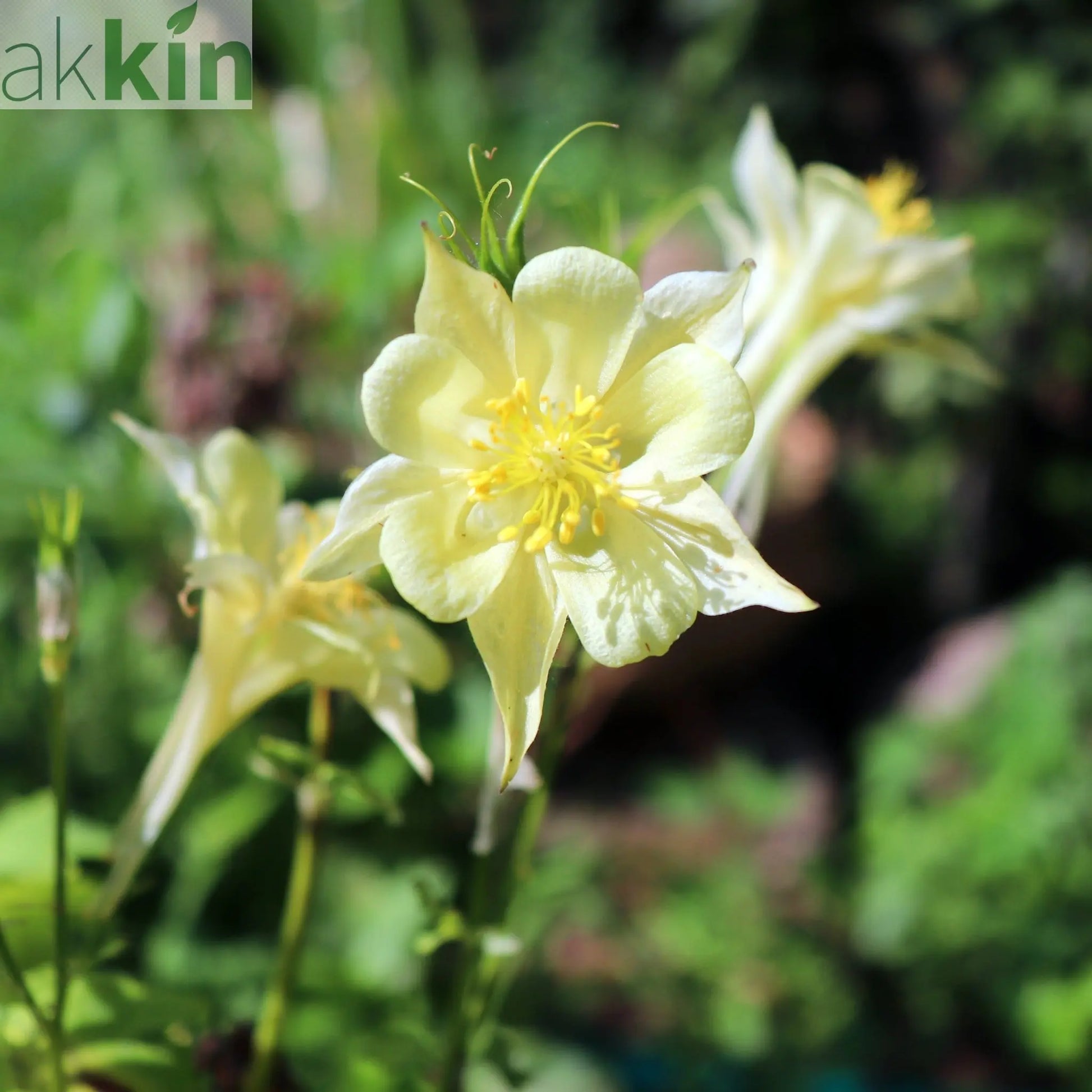 Aquilegia 'Spring Magic Yellow' One Click Plants