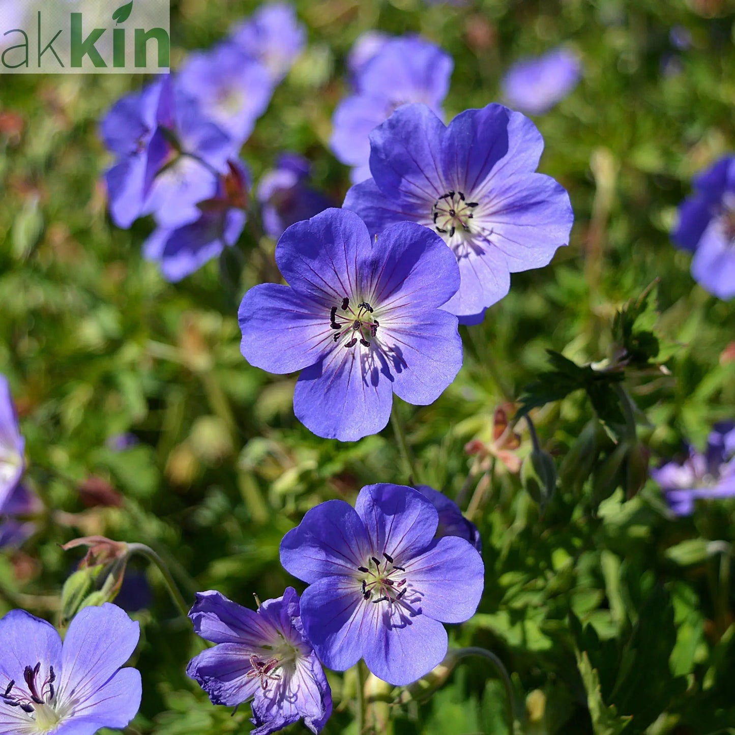 Geranium 'Rozanne' 9cm / 2L One Click Plants