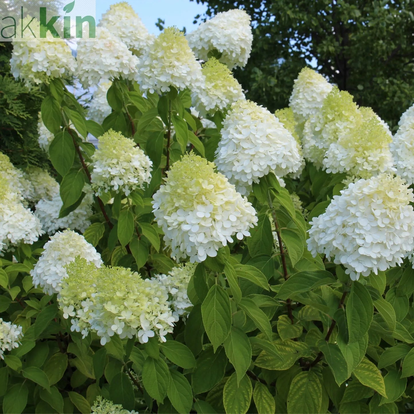 Hydrangea paniculata 'LimeLight’ Tree 65L 170-190cm One Click Plants