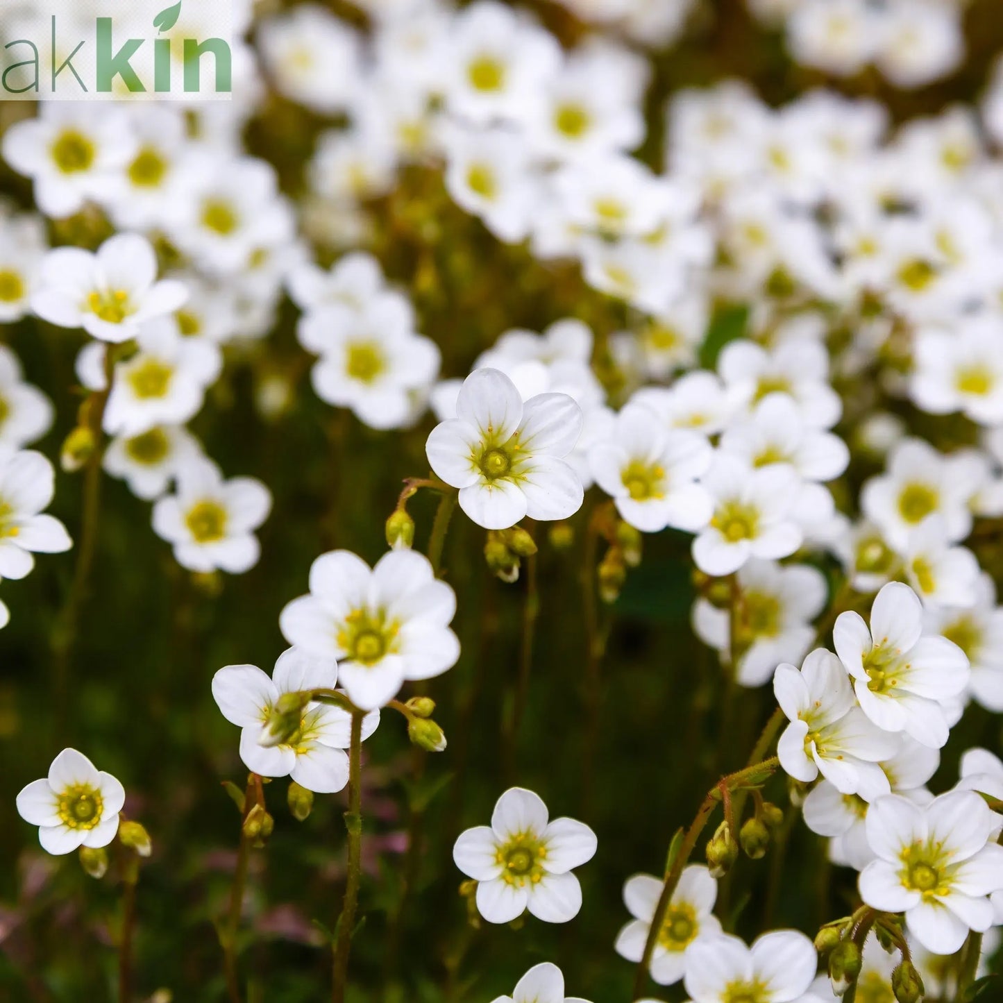 Saxifraga 'Pixie White' 2L One Click Plants