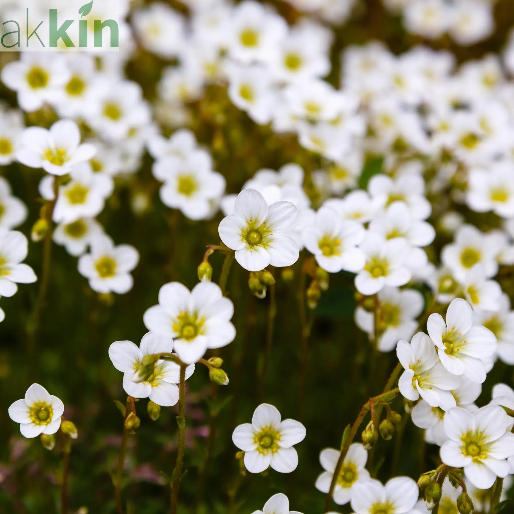 Saxifraga 'Pixie White' 2L One Click Plants