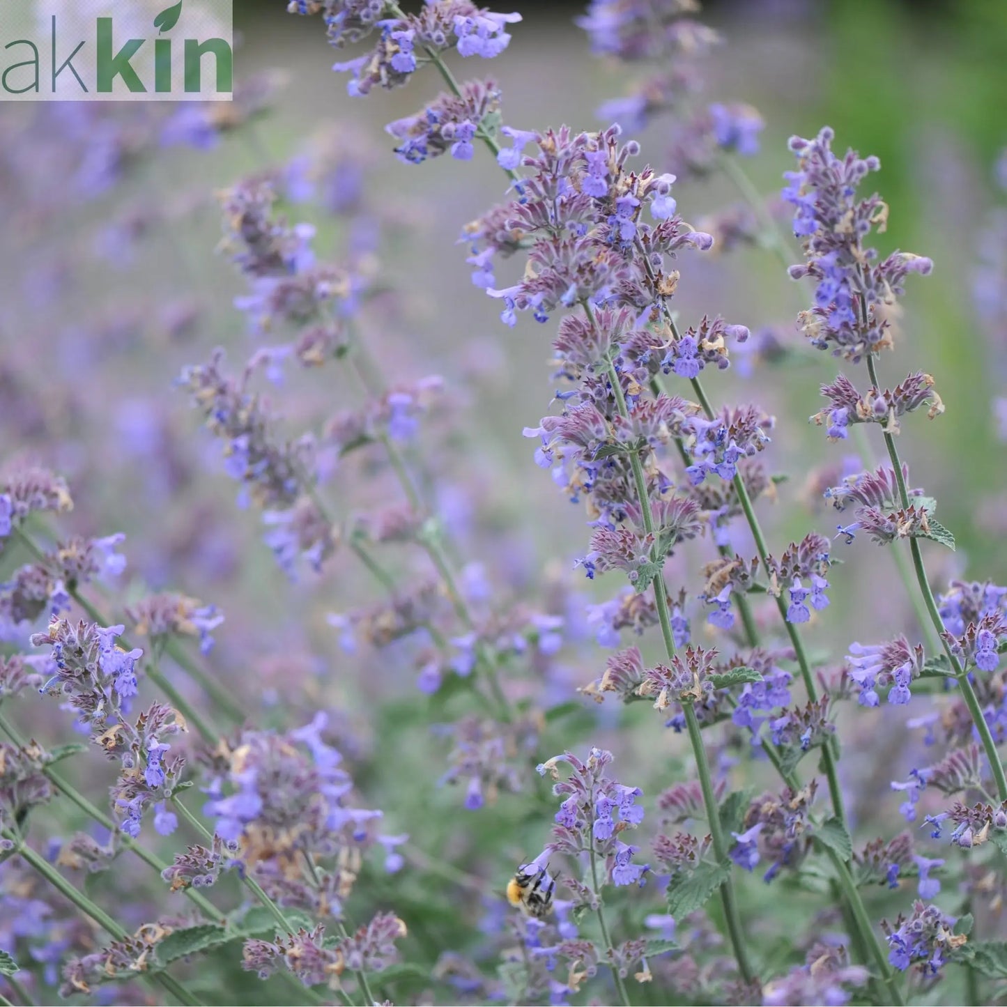 Nepeta Six Hills Giant 9cm/11cm/2L One Click Plants