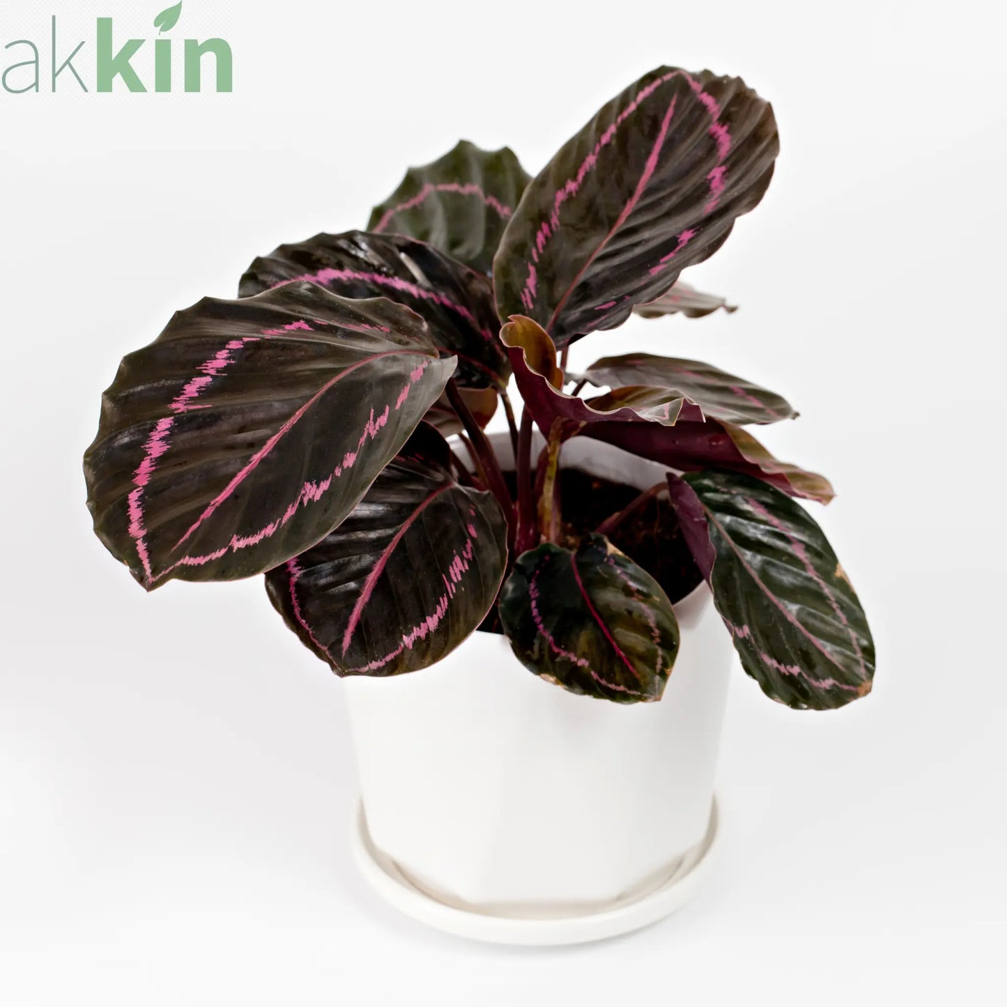 Calathea roseopicta Surprise Star 50cm One Click Plants