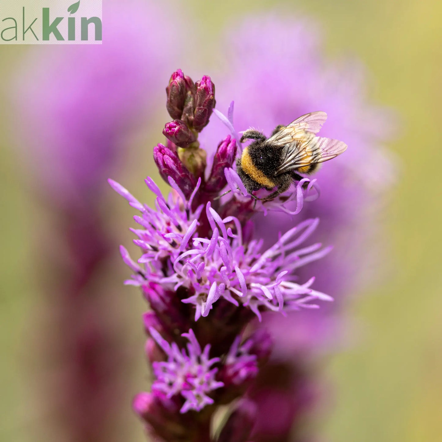 Liatris spicata Kobold 9cm/1.5L/3L One Click Plants