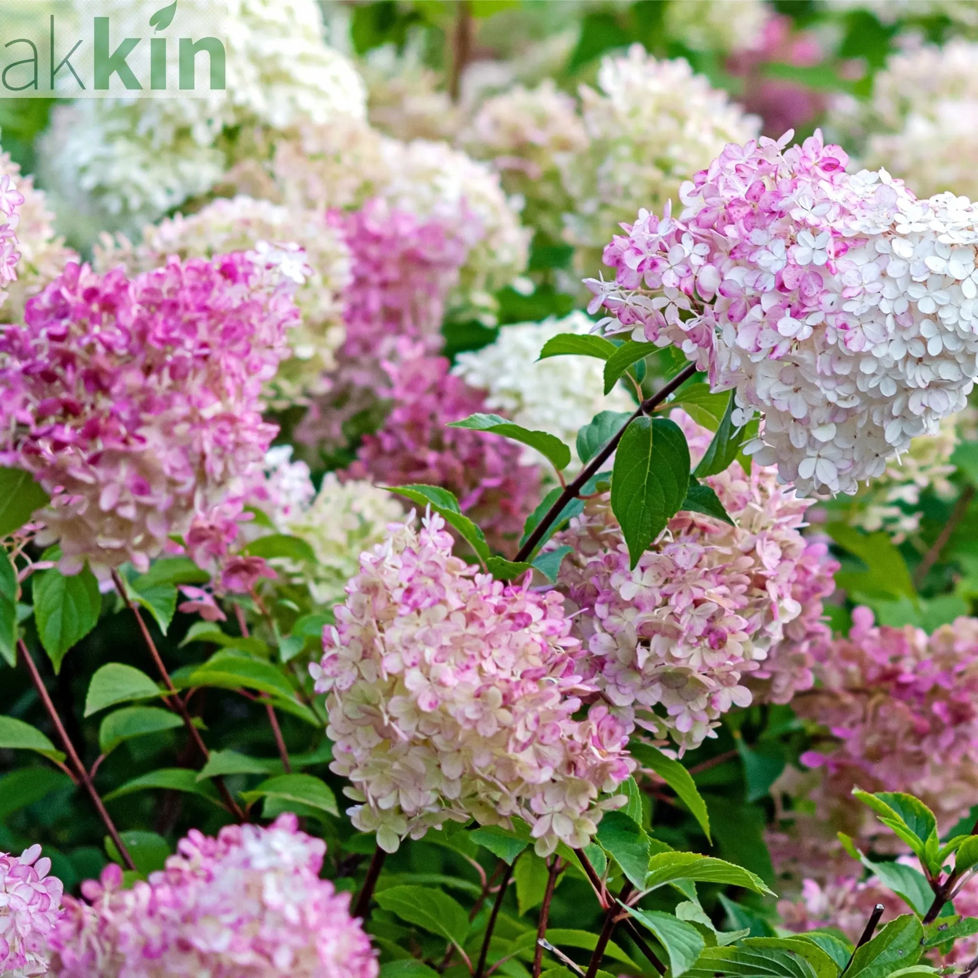 Hydrangea paniculata 'Vanille Fraise' 9cm / 2L / 3L One Click Plants