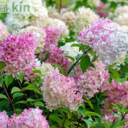 Hydrangea paniculata 'Vanille Fraise' 9cm / 2L / 3L One Click Plants