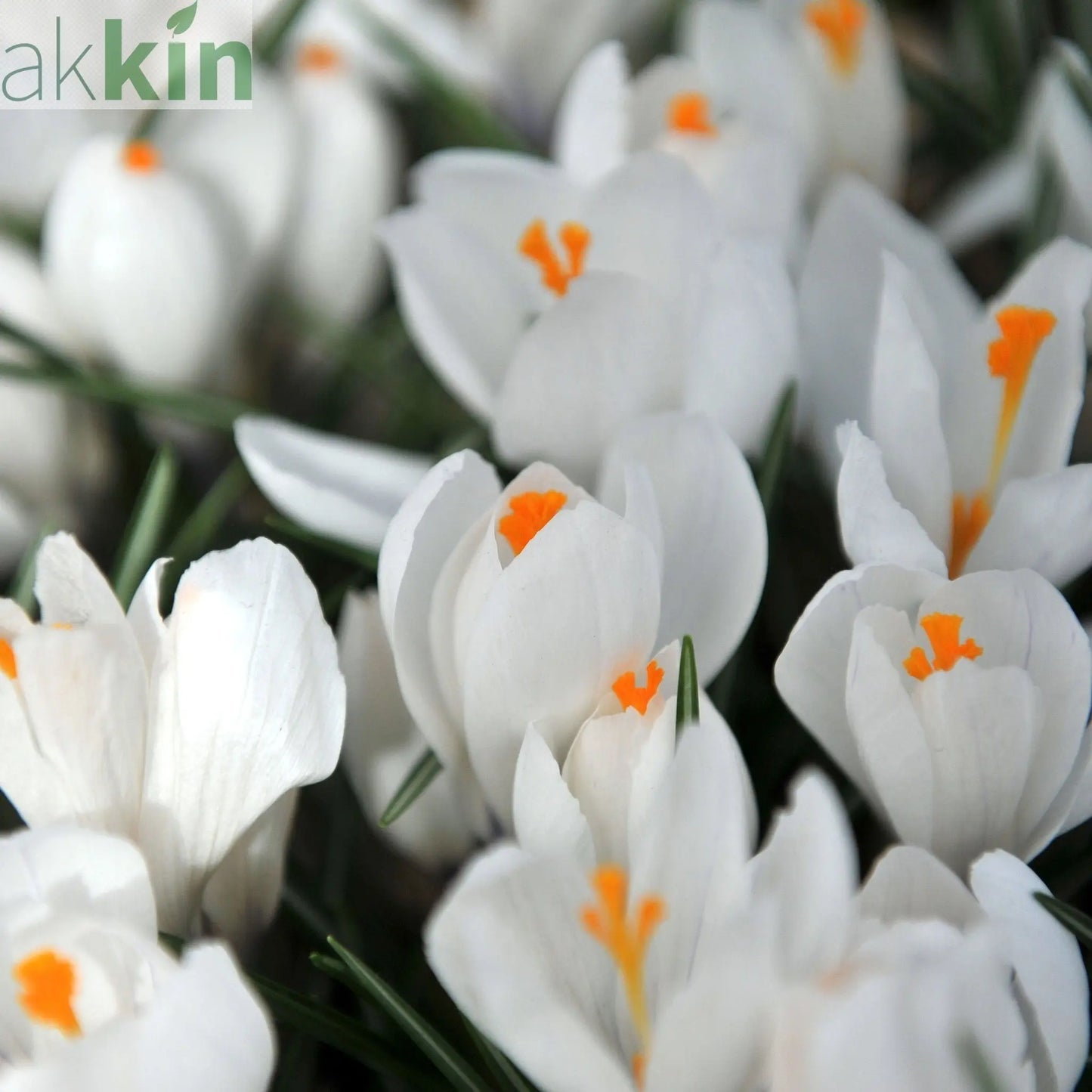 Crocus Ard Schenk (10 Bulbs) One Click Plants