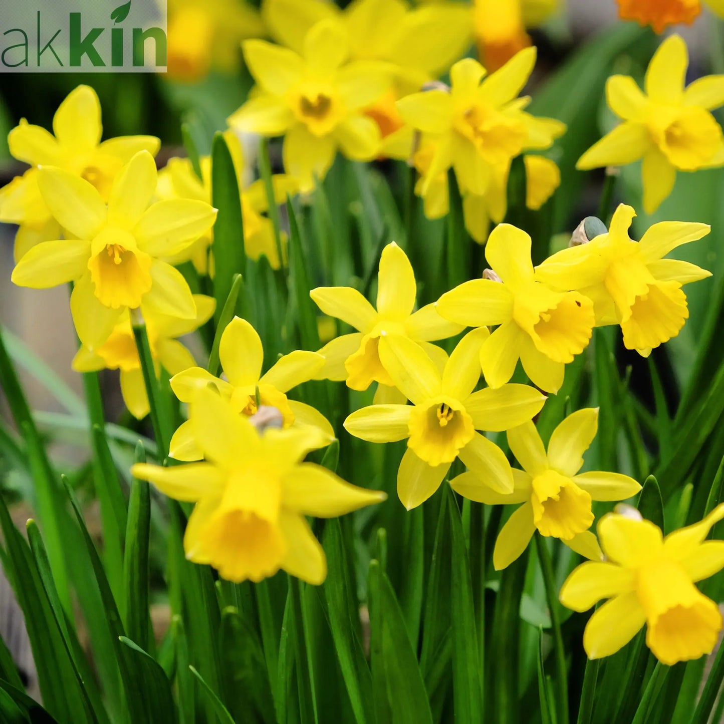 Tete a Tete Daffodil Bulbs (3 x 9cm Pots) One Click Plants