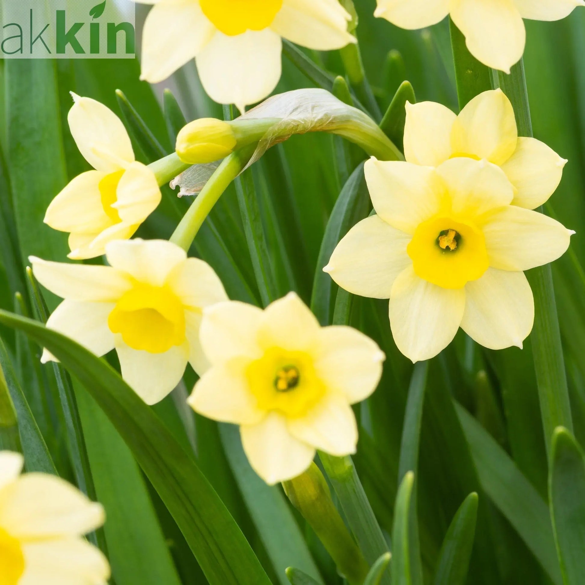 Dwarf Daffodil 'Minnow' (8/18  Bulbs) One Click Plants